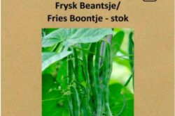 . Fries Boontje