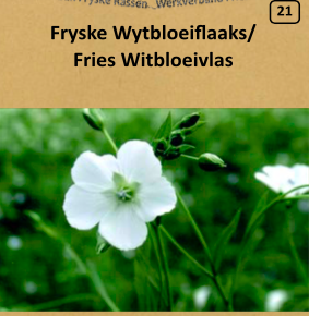Fries Witbloeivlas