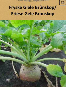 Friese Gele Bronskop