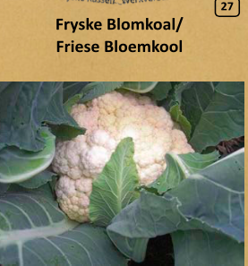 Friese Bloemkool