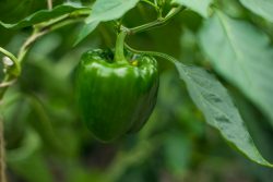 Paprika Groen