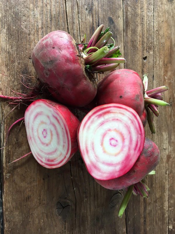 Chioggia Bieten