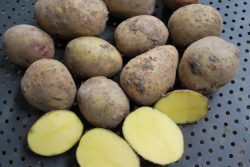 Carolus aardappel