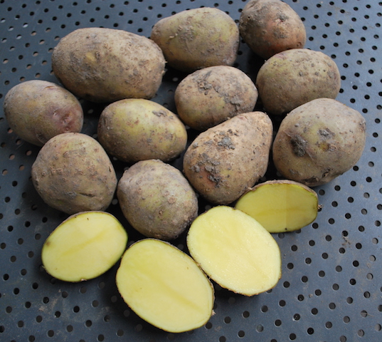 Carolus aardappel