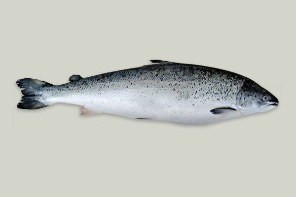 Zalm Grijs