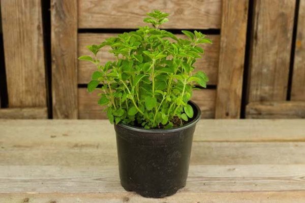 Oregano Normaal (plant)  De Bascule