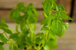 Bascilicum (plant)  De Bascule