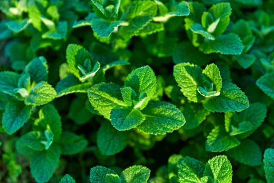 Fresh Mint Herb And Spice Gardening Farming