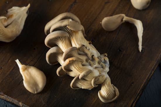 Raw Organic Oyster Mushrooms