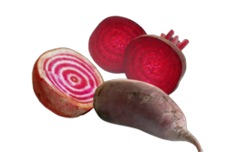 Chioggia Biet