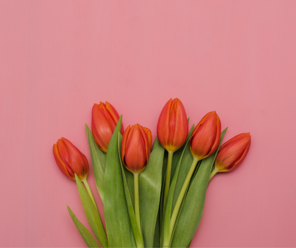 tulpen