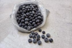 Blauwe Bessen  Sparkberry