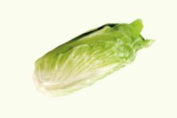 Groenlof