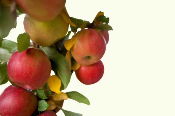 Alkmene Appels