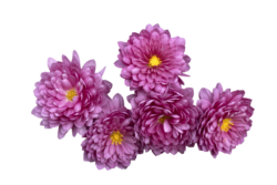 chrysanten