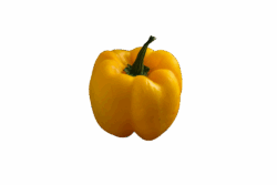Gele Paprika b-keuze (bio)
