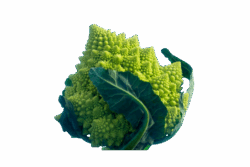 Producten