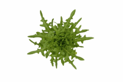 Cerbiatta