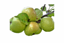 Bramley